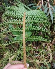 Polystichum montevidense