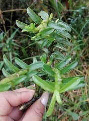 Fernandezia crystallina