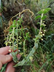 Fernandezia pectinata