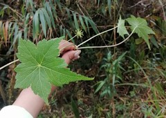 Hydrocotyle peruviana