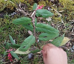 Gaultheria bracteata