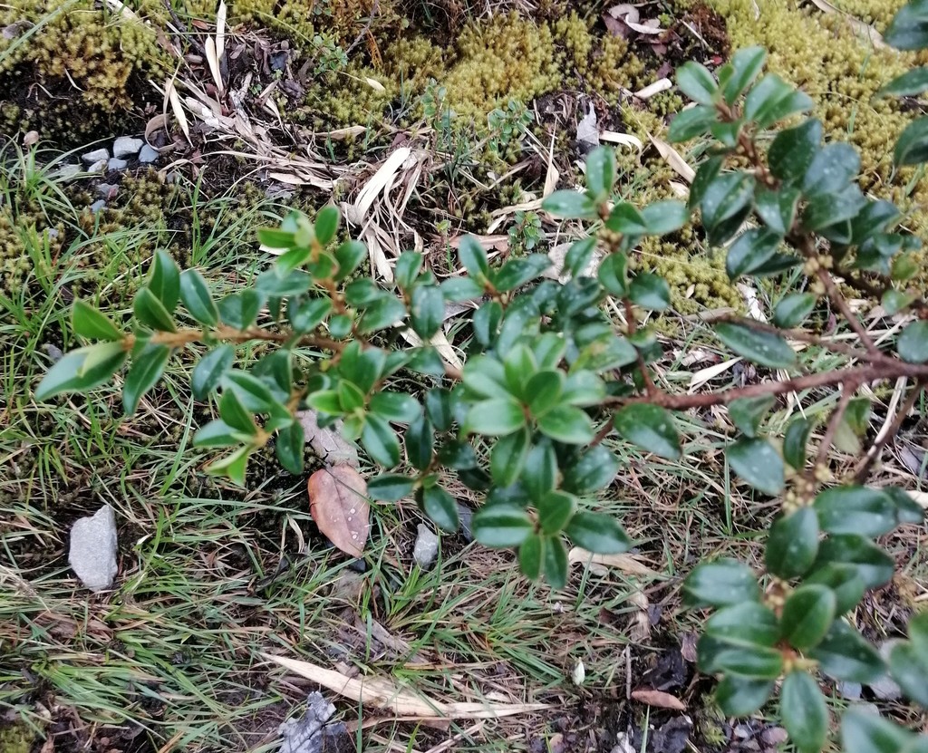 Myrsine dependens; photograph author not stated, no rights reserved