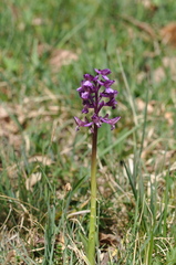 Anacamptis morio