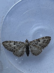 Eupithecia dodoneata