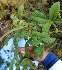 Rubus nubigenus