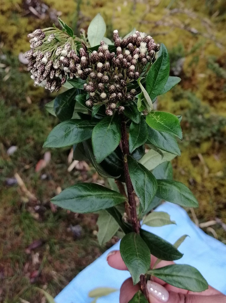 Baccharis mandonii