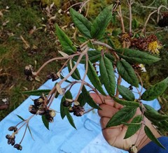 Munnozia foliosa
