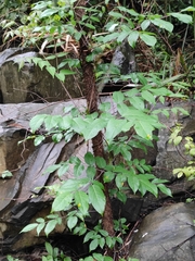 Aralia echinocaulis