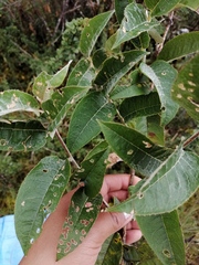 Pentacalia oronocensis