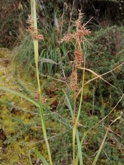 Rhynchospora vulcani