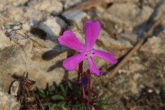 Viola cazorlensis