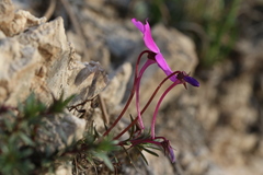 Viola cazorlensis