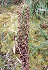 Gomphichis plantaginifolia