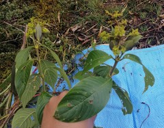 Palicourea reticulata