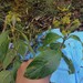 Palicourea reticulata - Photo (c) alfredo_f_fuentes, algunos derechos reservados (CC BY-NC), uploaded by alfredo_f_fuentes