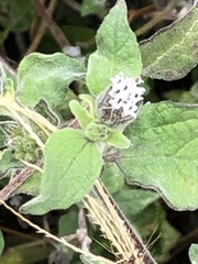 Lagascea