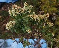 Baccharis subalata