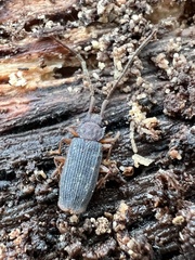 Uleiota dubia