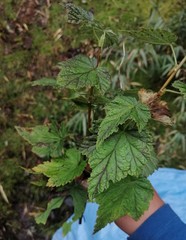 Ribes bolivianum