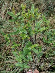 Weinmannia fagaroides