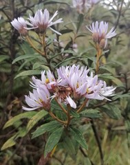 Diplostephium haenkei