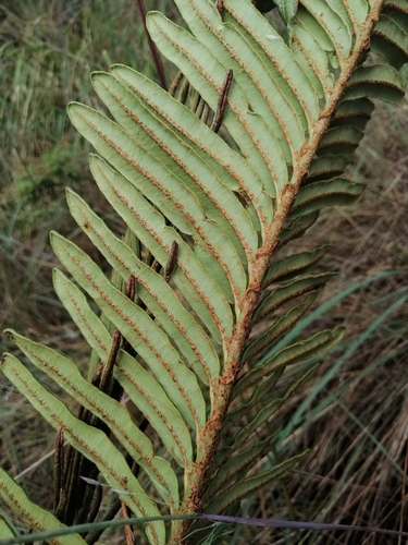 Lomariocycas aurata (Lomariocycas aurata)