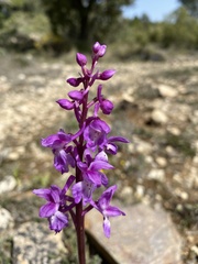 Orchis olbiensis