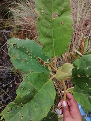 Nordenstamia repanda