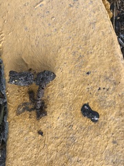 Bassariscus