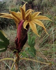 Oreopanax thaumasiophyllus