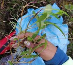 Pleurothallis divaricans