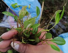 Pleurothallis schweinfurthii