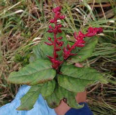 Gaultheria bracteata