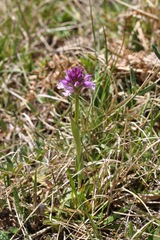 Orchis militaris