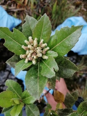 Baccharis buchtienii