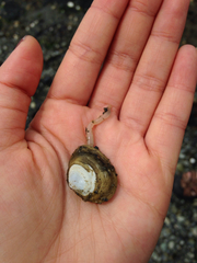 Macoma inquinata