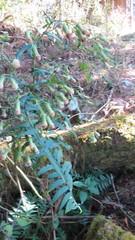Senecio polypodioides