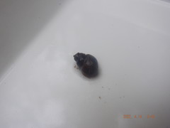 Bithynia tentaculata