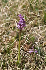 Anacamptis morio