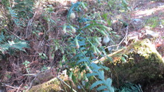 Senecio polypodioides