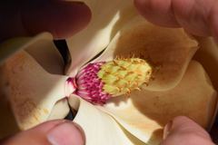 Magnolia tamaulipana