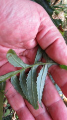 Senecio polypodioides