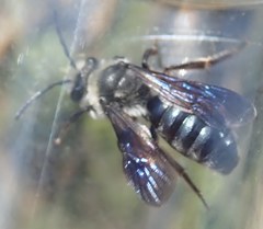 Andrena agilissima