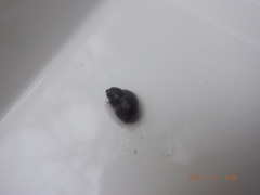 Bithynia tentaculata