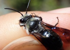 Andrena agilissima