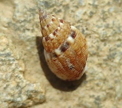 Tritia cuvierii