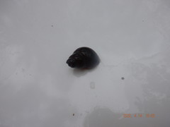 Bithynia tentaculata