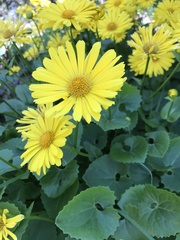 Doronicum pardalianches