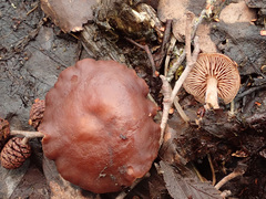 Gymnopus vernus