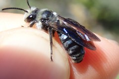 Andrena agilissima